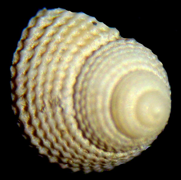 Clelandella miliaris juv.